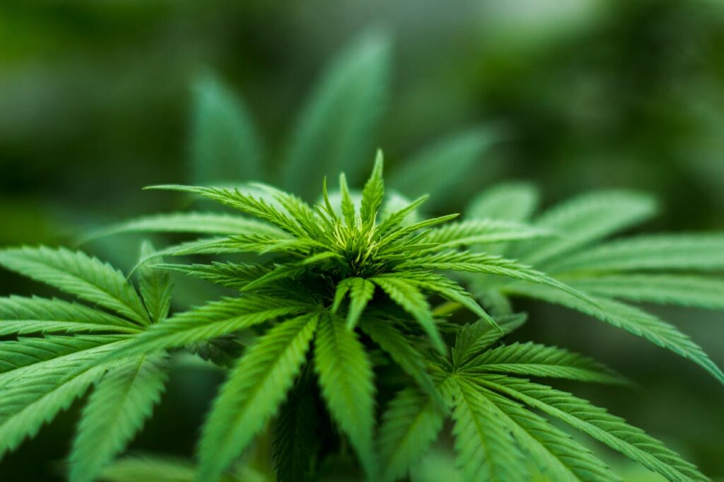 pexels-photo-606506 Shallow Focus Photography of Cannabis Plant